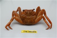 藏品(細紋方蟹)的圖片